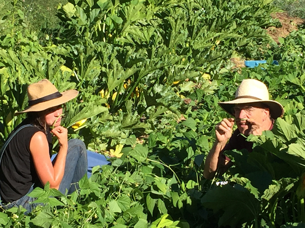 Picking beans